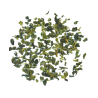 Tie Guan Yin
